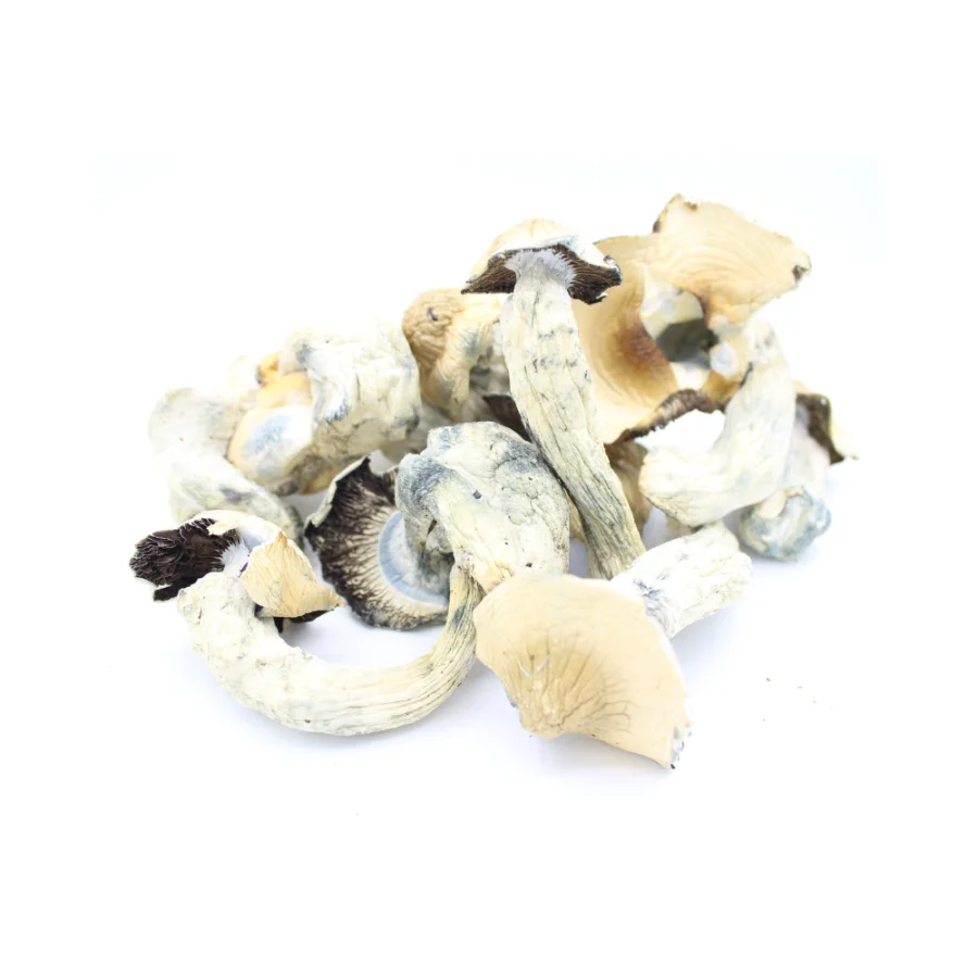 JUMBO Penis Envy Dried Mushroom
