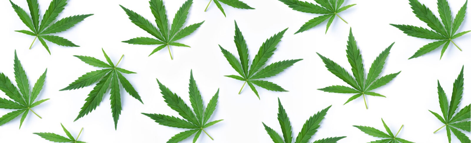 Cannabis Leaf Background