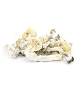 albino a dried mushroom