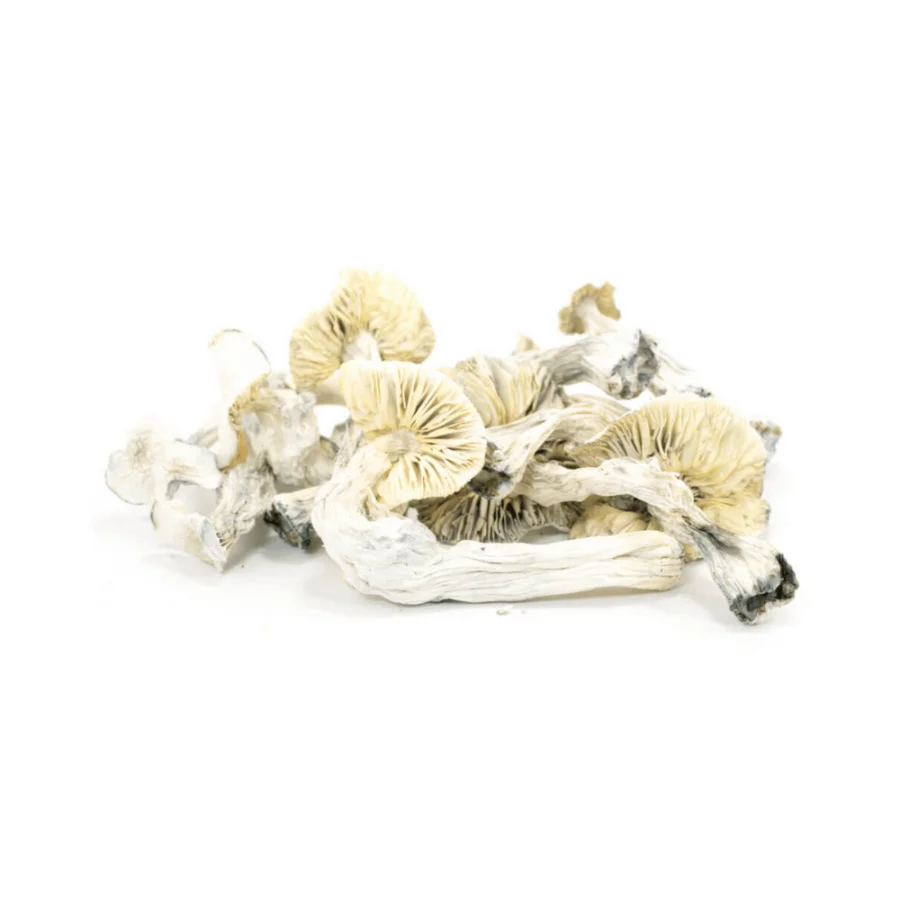 albino a dried mushroom