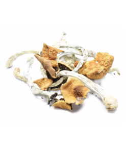 B+ Dried Mushroom
