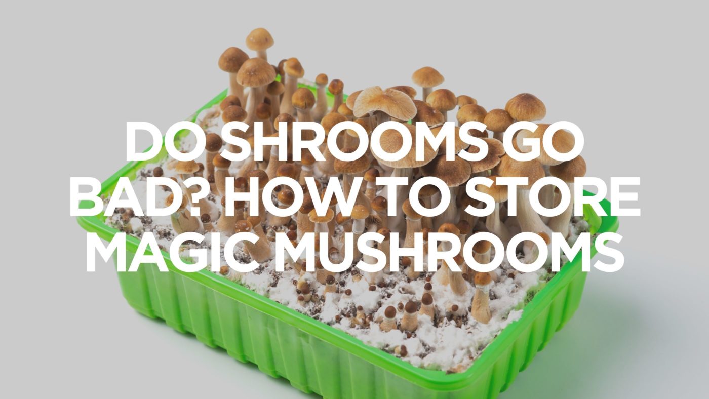 Do-Shrooms-Go-Bad-How-To-Store-Magic-Mushrooms