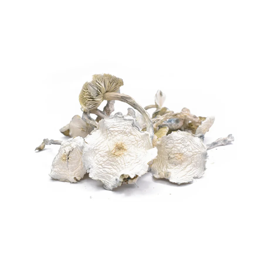 ALBINO ZILLA DRIED MUSHROOMS
