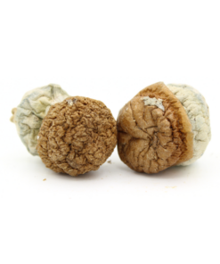 Magic Mushroom | Gold Member