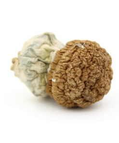 Magic Mushroom | Gold Member