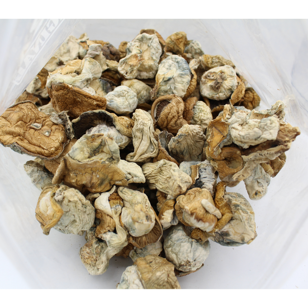 Magic Mushroom | Gold Member 3 Magic Mushroom | Gold Member