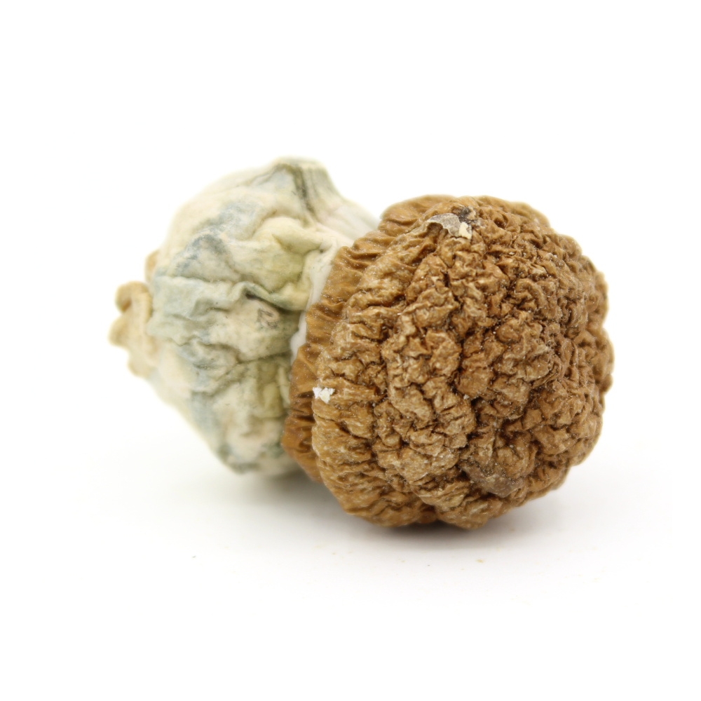 Magic Mushroom | Gold Member 2 Magic Mushroom | Gold Member