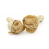 Magic Mushroom | Makilla Gorilla