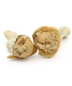 Magic Mushroom | Makilla Gorilla