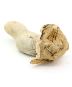 Magic Mushroom | Makilla Gorilla