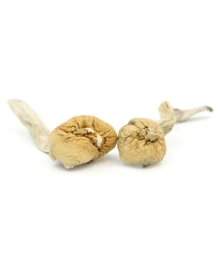 Magic Mushroom | Trinity