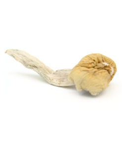Alternative View Of Magic Mushroom | Trinity