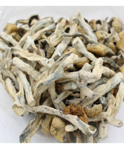 Magic Mushroom | Trinity