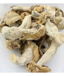 Magic Mushroom | Makilla Gorilla