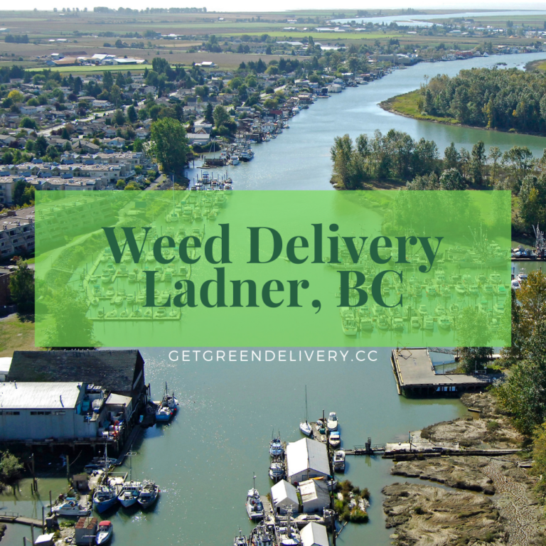 Amazonian 4