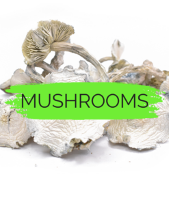 Magic Mushrooms