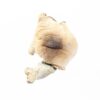 Tidal Wave Dried Mushroom