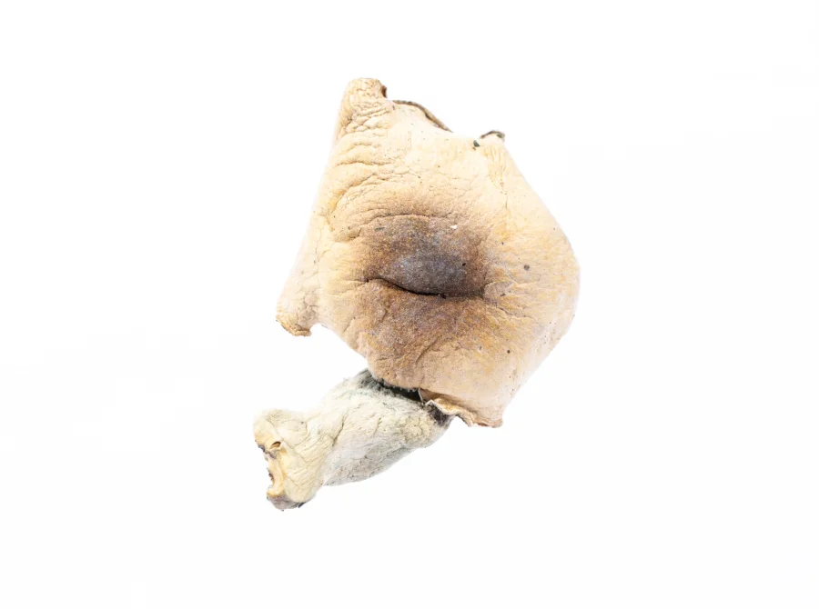 Tidal Wave Dried Mushroom