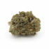 True Gold OG AAA