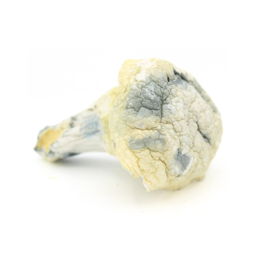 Magic Mushroom | Iceberg 2 Magic Mushroom | Iceberg