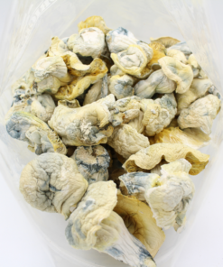 Magic Mushroom | Iceberg