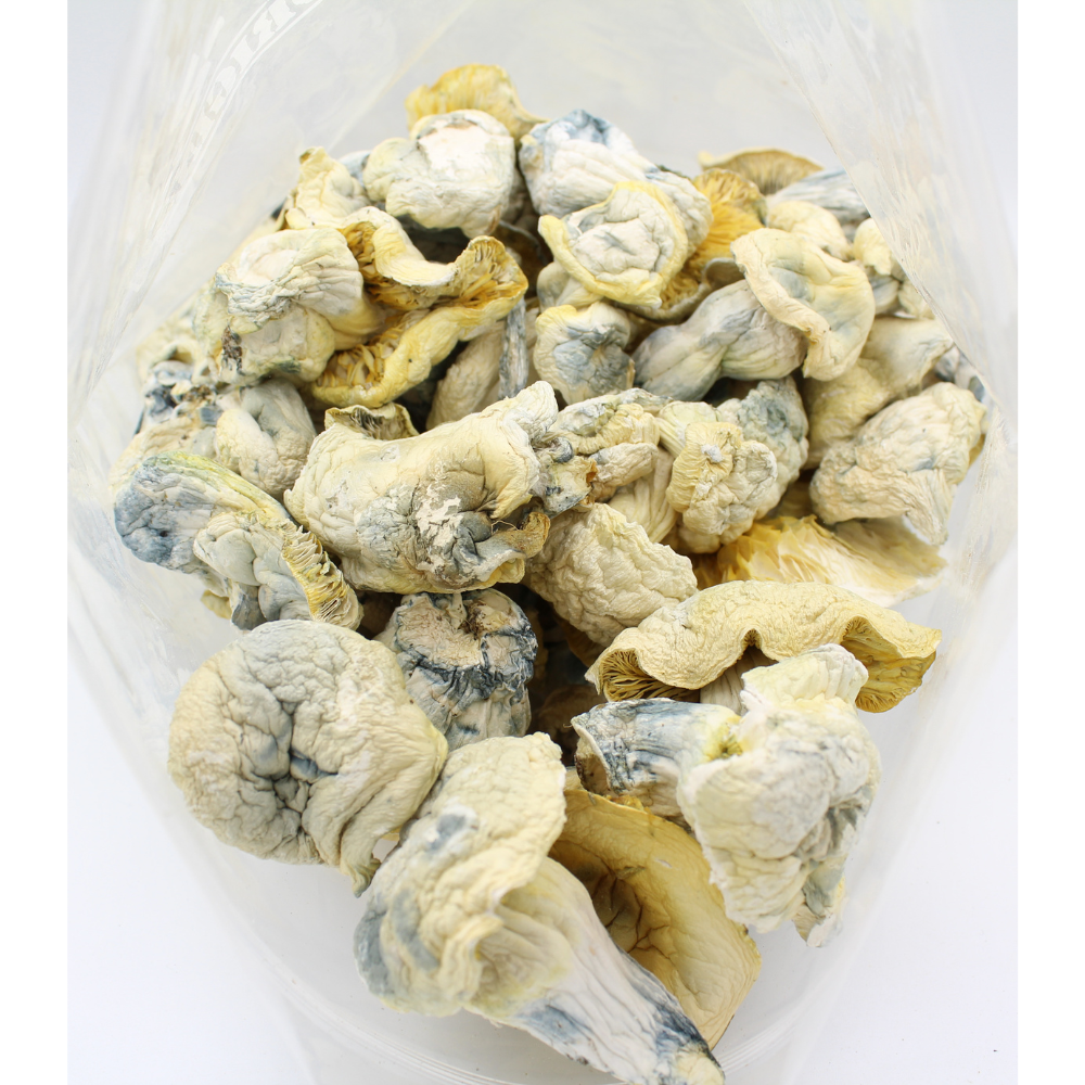 Magic Mushroom | Iceberg 3 Magic Mushroom | Iceberg