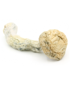 Magic Mushroom | Blue Meanies