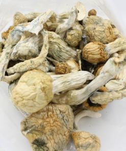 Magic Mushroom | Blue Meanies