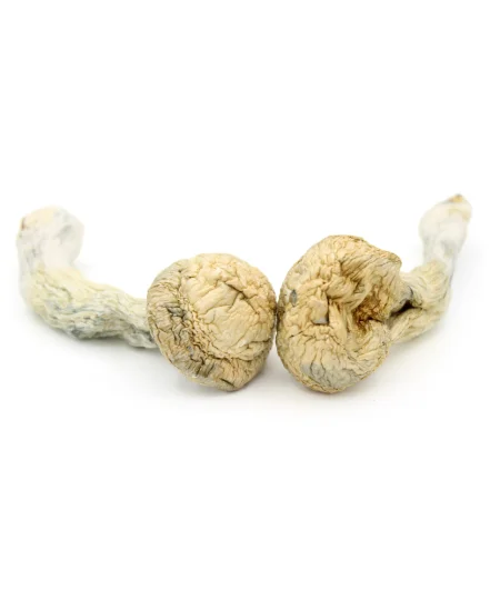Magic Mushroom | Blue Meanies