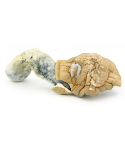 Magic Mushroom | Extra Terrestrial