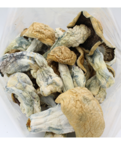 Magic Mushroom | Extra Terrestrial 5 Magic Mushroom | Extra Terrestrial