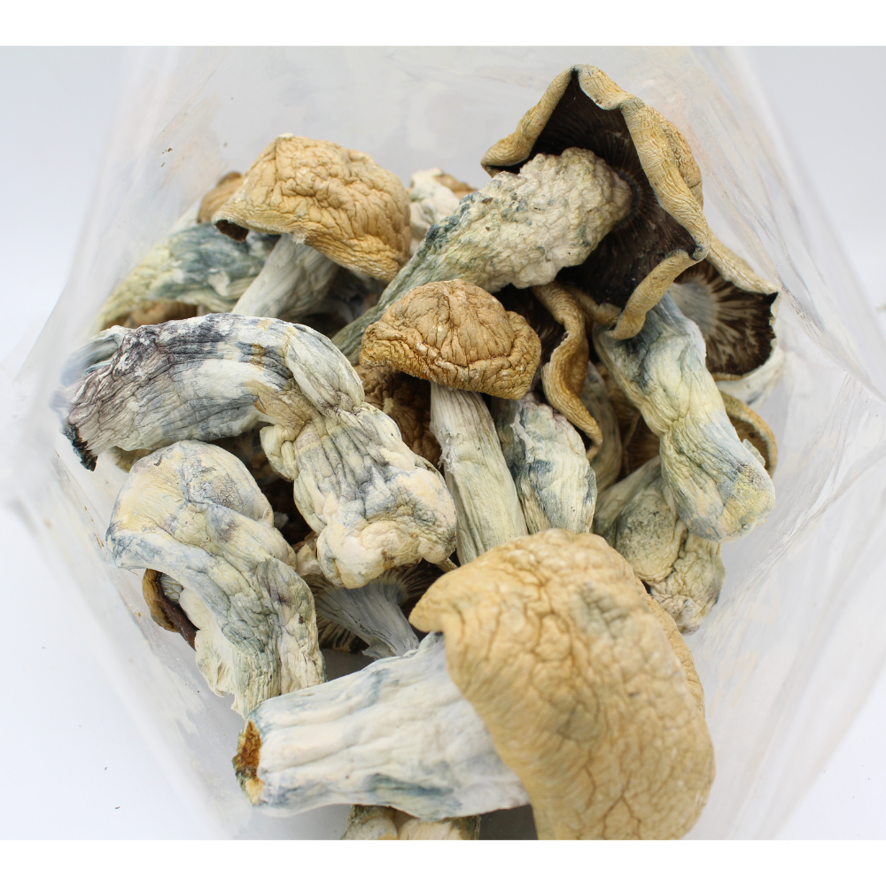Magic Mushroom | Extra Terrestrial 3 Magic Mushroom | Extra Terrestrial