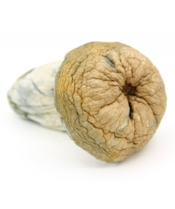 Magic Mushroom | Texas Yellow Cap