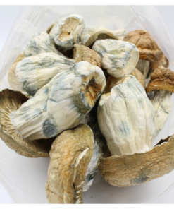Magic Mushroom | Texas Yellow Cap