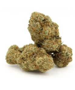 Dutch Dragon | Aaaa