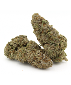 Iced Widow | AAAA