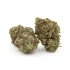 Kush Berry | AAA