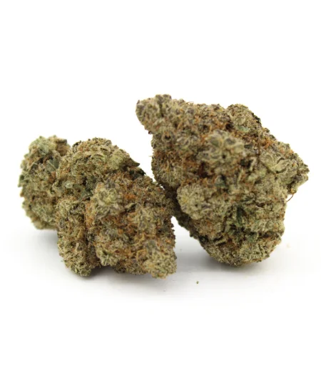 Northern Lights